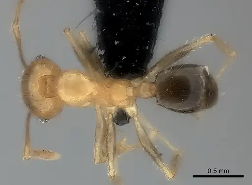 Pheidole spinosa specimen CASENT0137847 image casent0137847_1