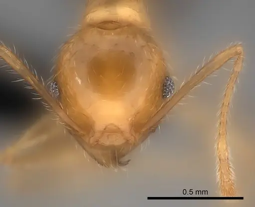 Pheidole spinosa specimen CASENT0137847 image casent0137847_2