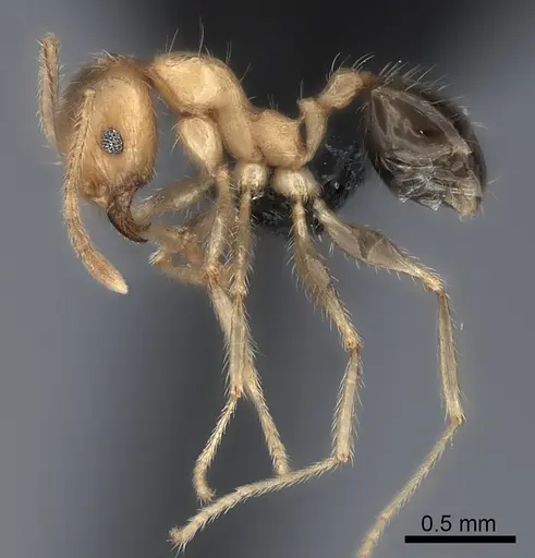 Pheidole spinosa specimen CASENT0137847 image casent0137847_3