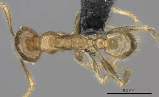 Pheidole spinosa specimen CASENT0137905 image casent0137905_1