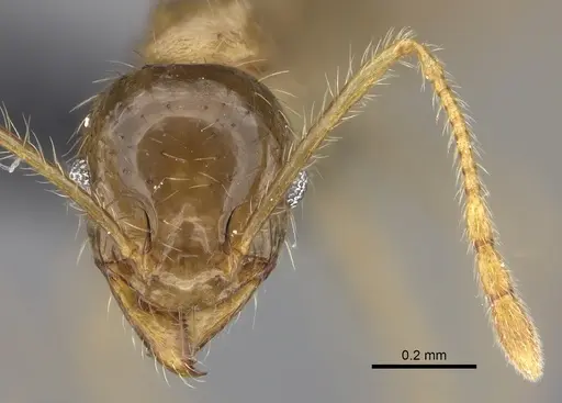 Pheidole spinosa specimen CASENT0137905 image casent0137905_2