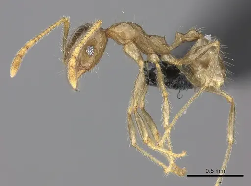 Pheidole spinosa specimen CASENT0137905 image casent0137905_3