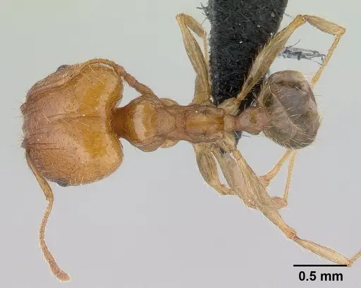 Pheidole spinosa specimen CASENT0146857 image casent0146857_1