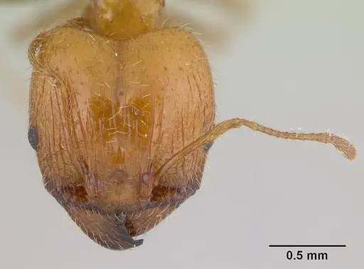 Pheidole spinosa specimen CASENT0146857 image casent0146857_2