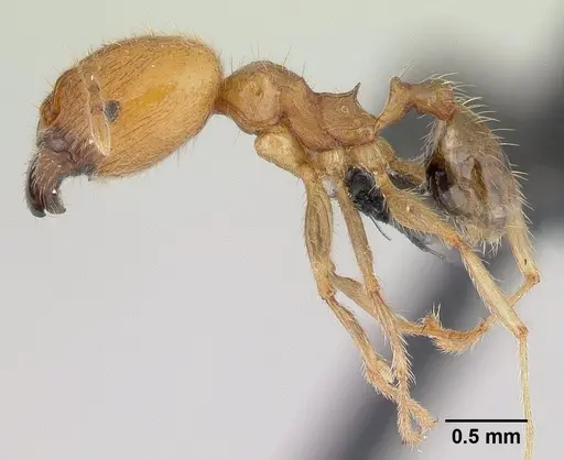 Pheidole spinosa specimen CASENT0146857 image casent0146857_3