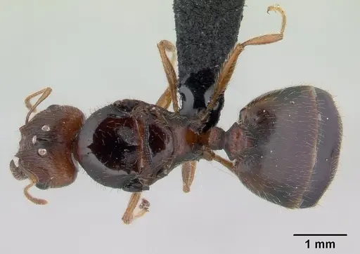 Pheidole spinosa specimen CASENT0146858 image casent0146858_1