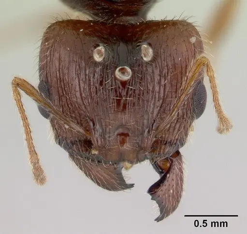 Pheidole spinosa specimen CASENT0146858 image casent0146858_2