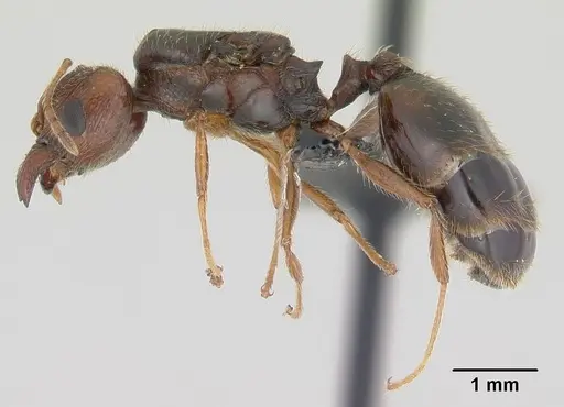 Pheidole spinosa specimen CASENT0146858 image casent0146858_3