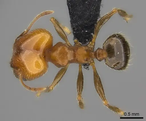 Pheidole spinosa specimen CASENT0149707 image casent0149707_1