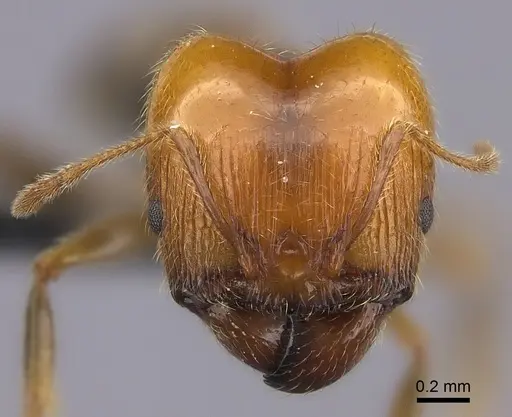 Pheidole spinosa specimen CASENT0149707 image casent0149707_2
