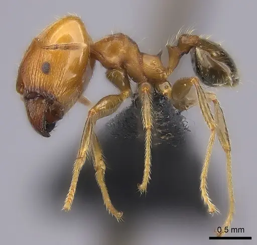 Pheidole spinosa specimen CASENT0149707 image casent0149707_3