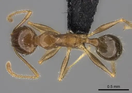 Pheidole spinosa specimen CASENT0152492 image casent0152492_1