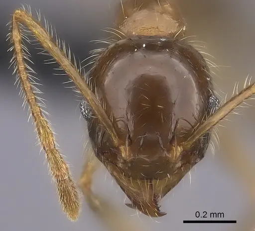 Pheidole spinosa specimen CASENT0152492 image casent0152492_2
