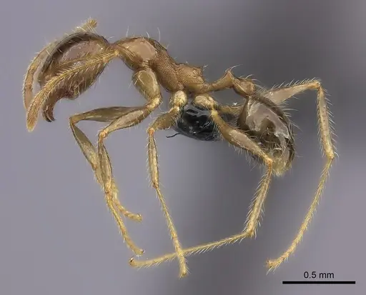 Pheidole spinosa specimen CASENT0152492 image casent0152492_3
