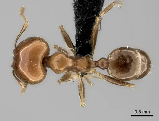 Pheidole spinosa specimen CASENT0152702 image casent0152702_1