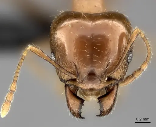 Pheidole spinosa specimen CASENT0152702 image casent0152702_2