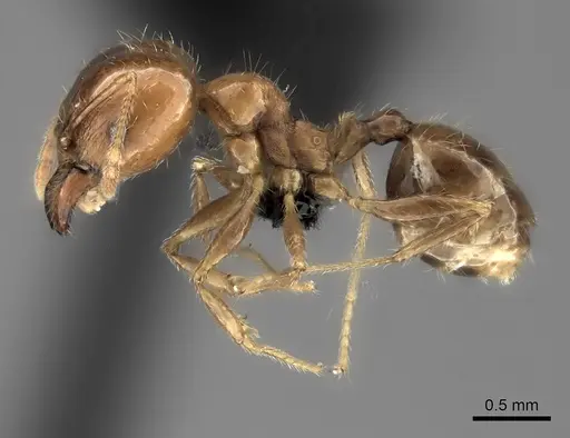 Pheidole spinosa specimen CASENT0152702 image casent0152702_3