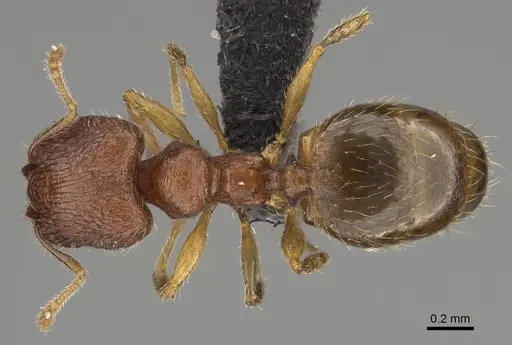 Pheidole spinosa specimen CASENT0156684 image casent0156684_1