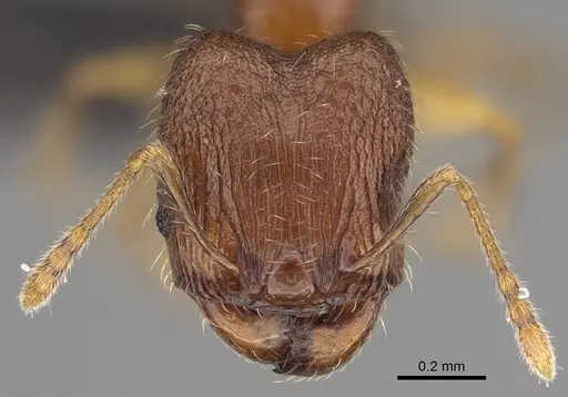 Pheidole spinosa specimen CASENT0156684 image casent0156684_2