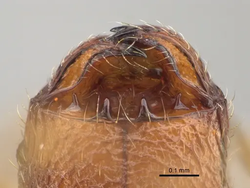 Pheidole spinosa specimen CASENT0156684 image casent0156684_3