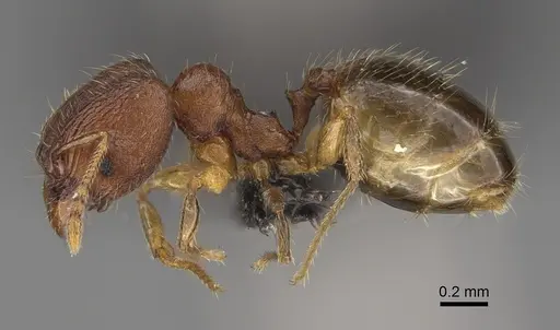 Pheidole spinosa specimen CASENT0156684 image casent0156684_4