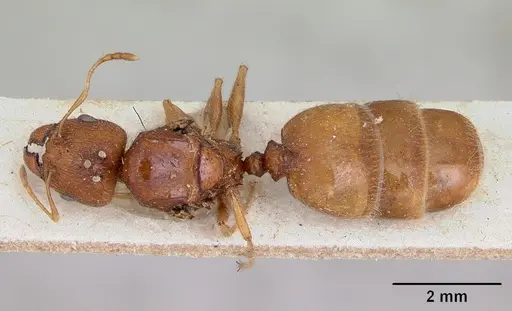 Pheidole spinosa specimen CASENT0172973 image casent0172973_1