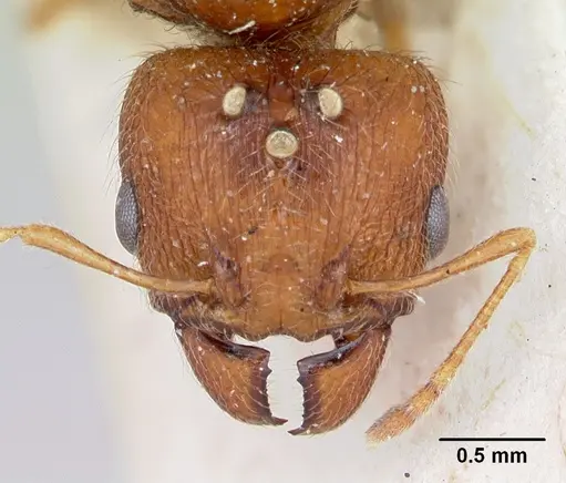Pheidole spinosa specimen CASENT0172973 image casent0172973_2