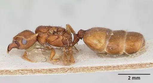 Pheidole spinosa specimen CASENT0172973 image casent0172973_3