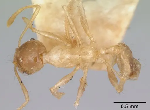 Pheidole spinosa specimen CASENT0172974 image casent0172974_1