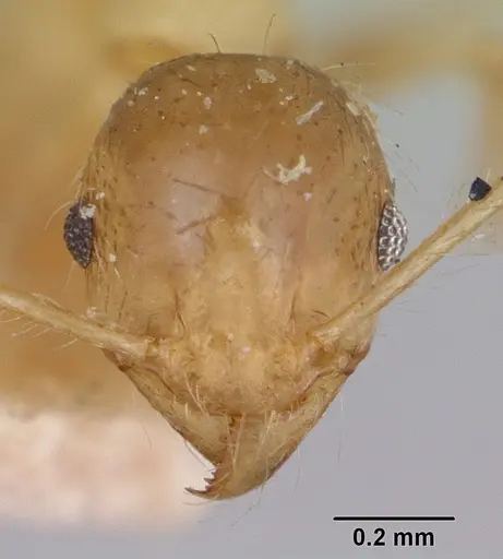 Pheidole spinosa specimen CASENT0172974 image casent0172974_2