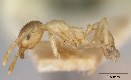 Pheidole spinosa specimen CASENT0172974 image casent0172974_3