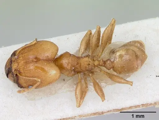 Pheidole spinosa specimen CASENT0172975 image casent0172975_1