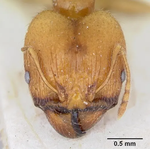 Pheidole spinosa specimen CASENT0172975 image casent0172975_2