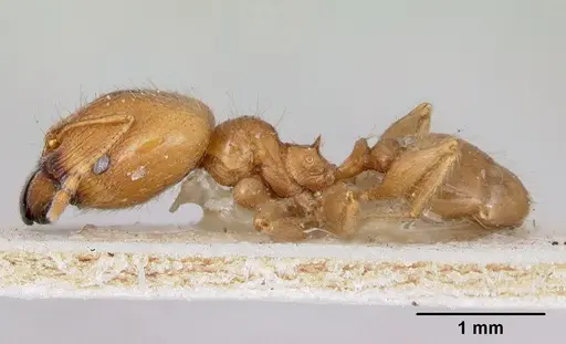 Pheidole spinosa specimen CASENT0172975 image casent0172975_3