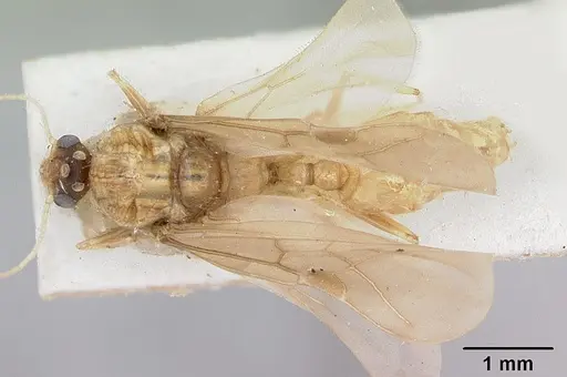 Pheidole spinosa specimen CASENT0172976 image casent0172976_1