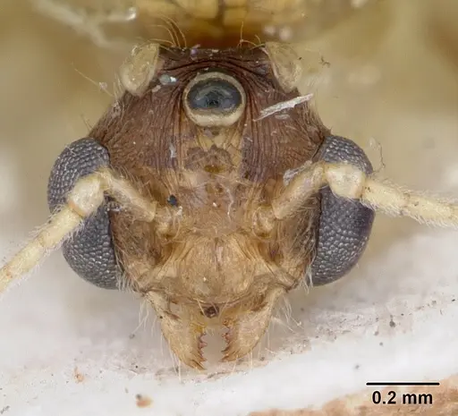 Pheidole spinosa specimen CASENT0172976 image casent0172976_2