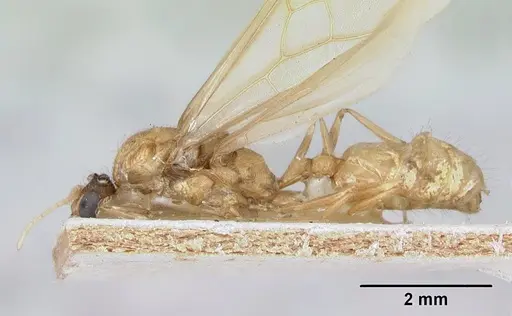 Pheidole spinosa specimen CASENT0172976 image casent0172976_3