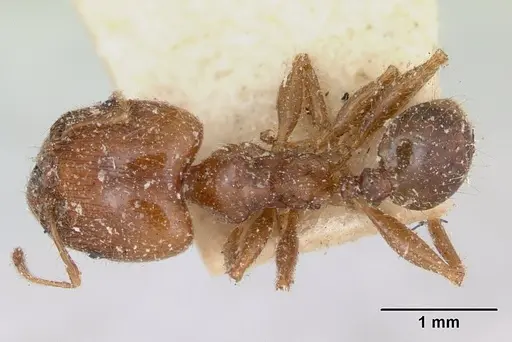 Pheidole spinosa specimen CASENT0173312 image casent0173312_1