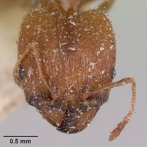 Pheidole spinosa specimen CASENT0173312 image casent0173312_2