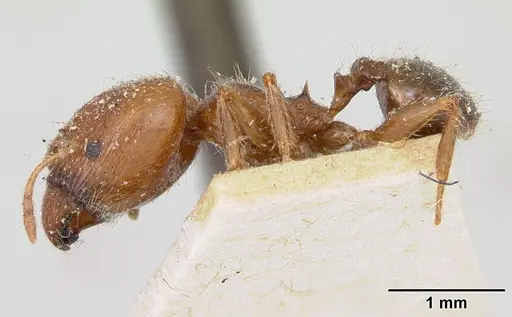 Pheidole spinosa specimen CASENT0173312 image casent0173312_3