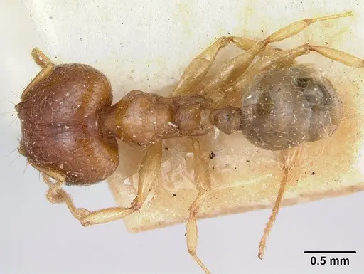 Pheidole spinosa specimen CASENT0173313 image casent0173313_1