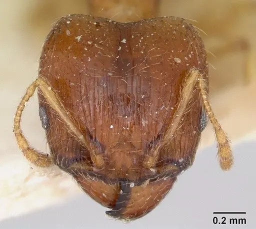 Pheidole spinosa specimen CASENT0173313 image casent0173313_2