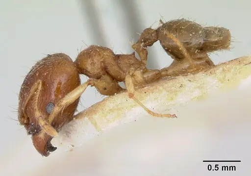 Pheidole spinosa specimen CASENT0173313 image casent0173313_3