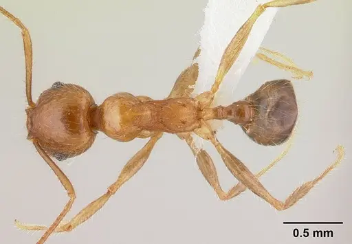 Pheidole spinosa specimen CASENT0179507 image casent0179507_1
