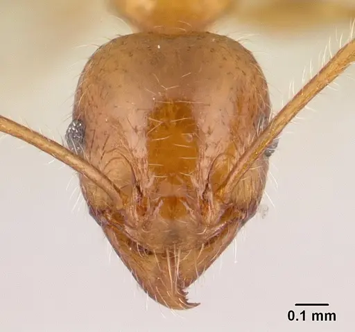 Pheidole spinosa specimen CASENT0179507 image casent0179507_2