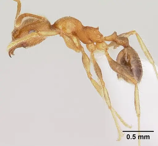 Pheidole spinosa specimen CASENT0179507 image casent0179507_3