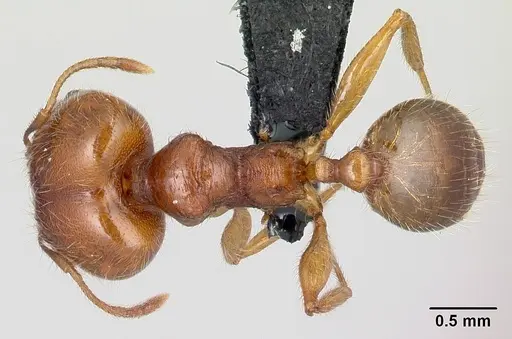 Pheidole spinosa specimen CASENT0179571 image casent0179571_1