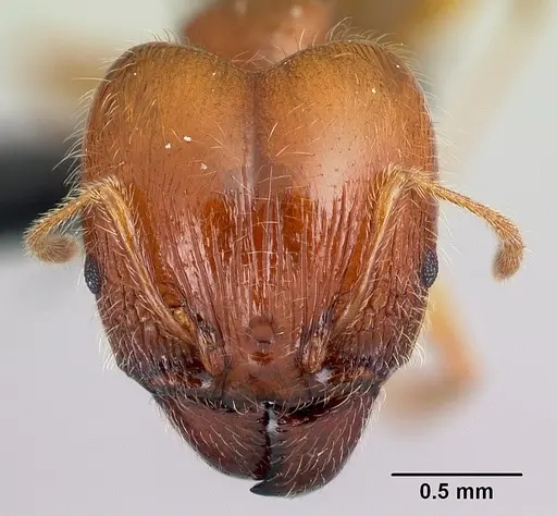Pheidole spinosa specimen CASENT0179571 image casent0179571_2