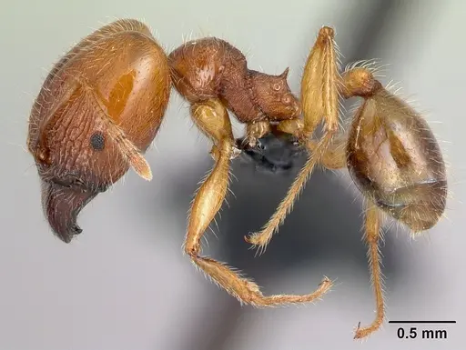 Pheidole spinosa specimen CASENT0179571 image casent0179571_3