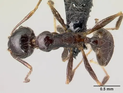 Pheidole spinosa specimen CASENT0196186 image casent0196186_1